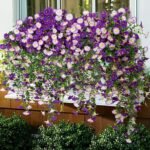 2Pcs Outdoor Faux Hanging Flowers Artificial Morning Glory with Eucalyptus Leaves UV Resistant Look Real Fake Plants for Outside Planter Porch Patio Balcony Yard Decor (Purple & Purple White)